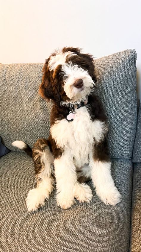 #Bernedoodle #f2bbernedoodle 😍 Brown Bernedoodle, Puppies, Dogs, Animals, Quick Saves