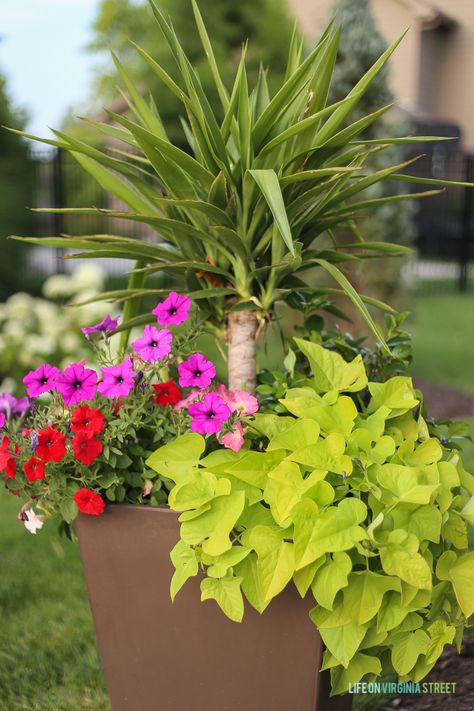 Gorgeous planter filled with yucca, petunias, potato vines, and jasmine. A great way to add color in the summer! Summer Planter Ideas, Landscape Planters, Home Garden Landscape, Creative Planters, Garden Improvement, Cottage Landscape, Porch Inspiration, Summer Planter, Southern Porches