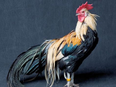 Poultry Breeds, Rooster Breeds, Fancy Chickens, Rooster Painting, Beautiful Chickens, Mother Earth News, Chickens And Roosters, Chicken Breeds, Rare Breed