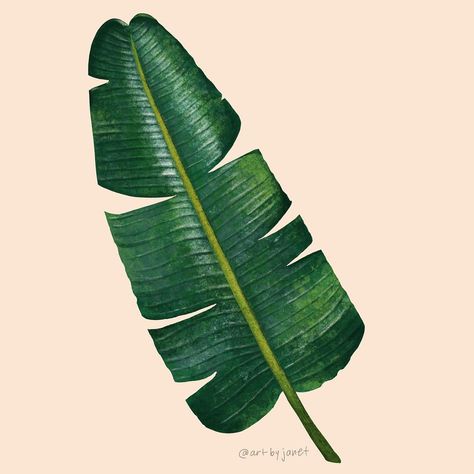 Janet Hirata Stall on Instagram: “Continuing the tropical vibe with this banana leaf! 🍌 🍃  #procreate30 . . #makeitindesign #summerschool2018 #jungleluxebugs” Banana leaf, tropical, botanical, digital art, procreate, ipad art, illustration, surface design Banana Tree Aesthetic, Tropical Leaf Illustration, Banana Leaf Drawing, Banana Tree Wallpaper, Banana Leaf Illustration, Drawing Botanicals, Hope Background, Banana Tree Leaves, Banana Leaf Plant