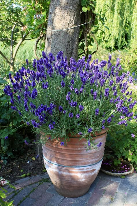 Lavender In Pots Patio, Lavender Planter, Lavender Pots, Lavender In Pots, Lavender Pot, Lavender Garden, Lavender Plant, Mediterranean Garden, Garden Containers