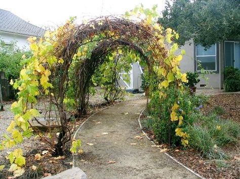 grape vine tunnel - illusion of long tunnel, but with spaces for ... Vine Tunnel, Trellis Tunnel, Fantasy Backyard, Green Garden Ideas, Grapevine Trellis, Grape Vines Trellis, Tunnel Garden, Grape Vine Pruning, Grape Trellis Ideas