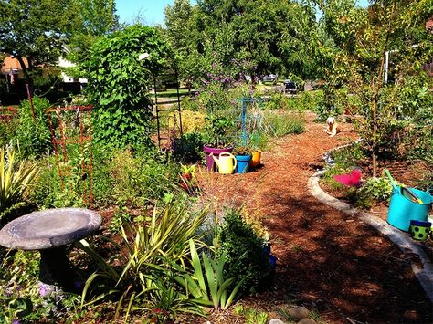 California Front Yard, Lawn Alternative, Lawn Ideas, Backyard Food, Food Forest Garden, Edible Landscape, Front Yard Decor, Lawn Alternatives, Conserve Water