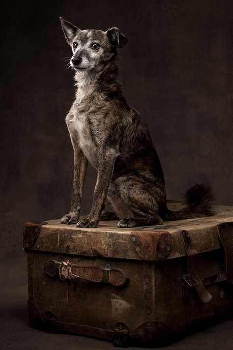 Fine Art Dog Photography, Dog Studio Photography, Dog Moodboard, Dog Photography Studio, Professional Pet Photography, Pet Photography Studio, Animal Photoshoot, Inspiration Painting, Dog Photograph