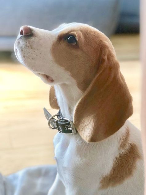 Beagle Aesthetics, Lemon Beagle Puppy, Lemon Beagle, Adoptable Beagle, Cute Beagles, Boxer Puppies, Beagle Mix, Beagle Puppy, Kittens And Puppies