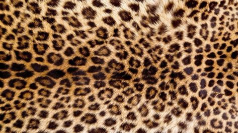 Wallpaper Fur, Cheetah Print Background, Cheetah Wallpaper, Mac Backgrounds, Leopard Print Background, Leopard Print Wallpaper, Desktop Wallpaper Macbook, Cheetah Print Wallpaper, Wallpapers Ipad