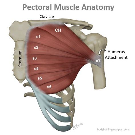 Pectoral Muscle Anatomy Pectoral Muscles Anatomy, Chest Muscles Anatomy, Chest Anatomy, Human Muscle Anatomy, Muscle Structure, Chest Press, Pectoral Muscles, Anatomy Models, Human Body Anatomy