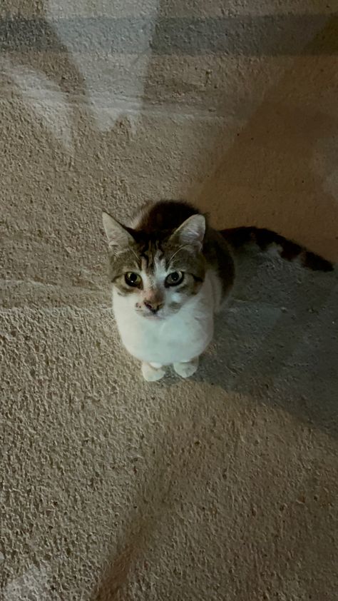 cute street cat white brown fur cuddle aesthetics White Cat With Brown Spots, Street Cats Aesthetic, Street Cat, Cat White, Van Nuys, Brown Cat, Brown Fur, Mexican American, Fame Dr