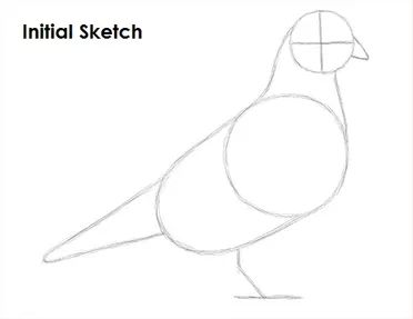 Animal Tutorial, Drawing Instructions, Pigeon Bird, Bird Drawing, Bird Drawings, Learn How To Draw, Bird Illustration, Drawing Videos, Small Gardens