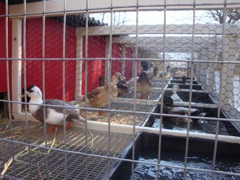 Click this image to show the full-size version. Call Duck Pen, Poultry Breeding Pens, Duck Raising, Duck Housing, Duck Enclosure, Aviary Ideas, Call Ducks, Call Duck, Duck Pen