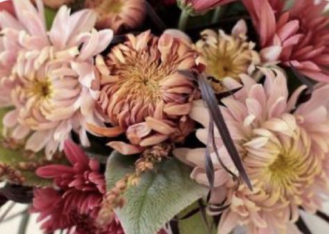 Mum Varieties, Heirloom Mums, Small Flower Gardens, Cut Flower Farm, Fall Mums, Floral Styling, Salad Greens, Mums Flowers, Flower Farmer