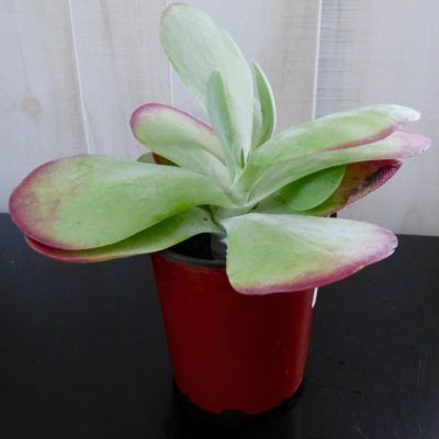 Paddle Plant Propagation: How To Grow A Flapjack Paddle Plant -  Also known as flapjack paddle plant, this kalanchoe plant is a succulent with thick, paddle-shaped leaves that frequently take on a reddish or deep pink tint during the winter. For tips on growing paddle plants, this article will help. Flapjack Plant, Kalanchoe Succulents, Pruning Climbing Roses, Kalanchoe Plant, Flap Jack, Paddle Plant, Succulent Propagation, Rose Plant Care, Rosemary Plant