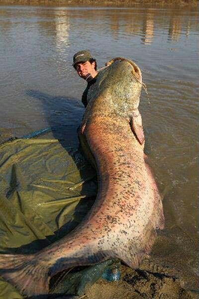 World largest fresh water fish  #fishing #hunting #fisherman #fish ...der natürlich sofort von irgendeinem Idioten getötet wird! Wels Catfish, Trucage Photo, Pesca In Mare, River Monsters, Giant Fish, Monster Fishing, Air Tawar, Water Life, Gone Fishing