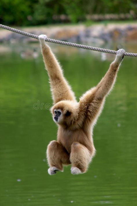 Gibbon monkey. Gibbon child monkey hanging on rope, vertical , #spon, #child, #monkey, #Gibbon, #vertical, #rope #ad Gibbon Monkey, Monkey Hanging, Monkey Tattoo, Types Of Monkeys, Baby Monkeys, Hanging Monkey, Bing Bong, Monkey Pictures, Wildlife Reserve