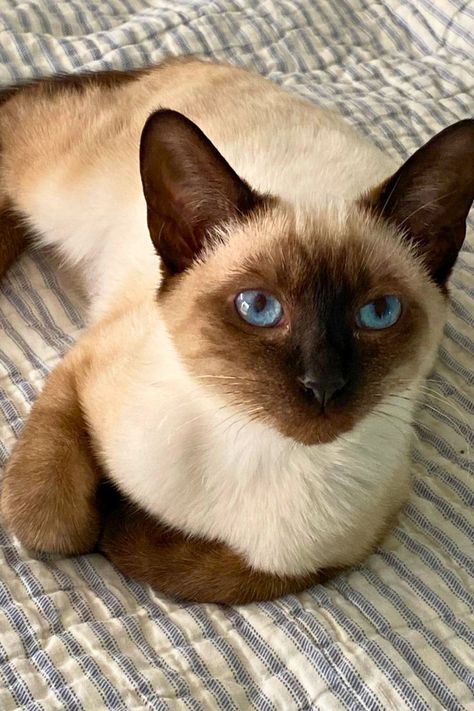 Siamese cat sitting peacefully. Snowshoe Siamese, Cat Flap, Siamese Kittens, Black Kitten, Outdoor Cats, Unique Cats, Siamese Cats, Pet Grooming, New People