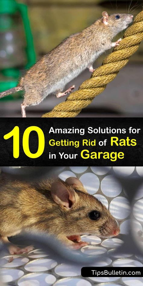 Rodent Repellent Essential Oils, Rat Traps That Work, Rat Deterrent, Homemade Rat Poison, Household Bugs, Killing Rats, Get Rid Of Rats, Roof Rats, Rat Infestation