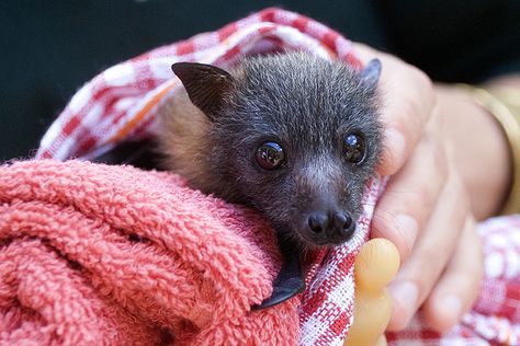 'Duruga' the Orphaned Bat. Baby Bats, Fruit Bat, Cute Bat, Cute Creatures, Sweet Animals, Animal Gifs, Beautiful Creatures, Animals Beautiful