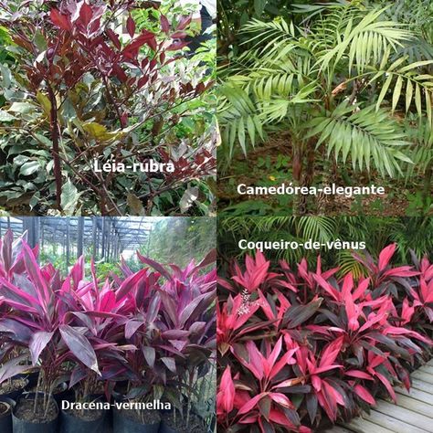 Dracaena Reflexa, Ms Design, Landscape Edging, Backyard Garden Design, Plant Species, Tropical Garden, Landscape Architect, Outdoor Plants, Tropical Plants