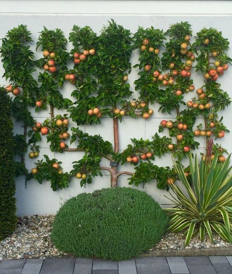 Mediterranean Vegetable Garden, Fruit Trees Garden Design, Fruit Garden Design, Espalier Fruit Trees, Fruit Tree Garden, Potager Garden, Dry Garden, Vegetable Garden Design, Orange Tree