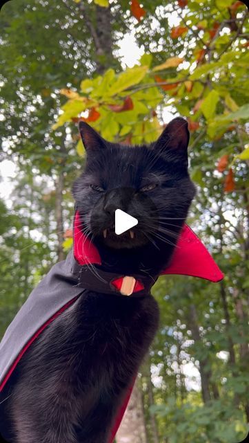 Vampire Cat Monk & Bean on Instagram: "S O O N !!! 🍂🍁🧛🏿‍♂️
We have some color changes happening here on our property and cooler temps. 
Monk just picked up his cape from the dry cleaners and we’re making a list of cemeteries to go hang around in. #thebestseason 
—————————
#timeoftheseason #fallyall #almosthere #monk #vampirecat #halloweencat #halloweenkitty #halloweencountdown #batcat #dracula #teef #catfangs #catteeth #theyrereal #blackcatsofinstagram #myfurbaby #coolertemps #helloseptember #blueridgemountains #almostfall #countingdown" Vampire Cat, Halloween Countdown, Hello September, Dry Cleaners, Instagram S, Blue Ridge Mountains, Lists To Make, Halloween Cat, Dracula