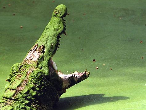 nomin Kakadu National Park, Nile Crocodile, Pretty Animals, Crocodiles, Reptiles And Amphibians, Animal Planet, Animal Photo, Amphibians, Beautiful Creatures