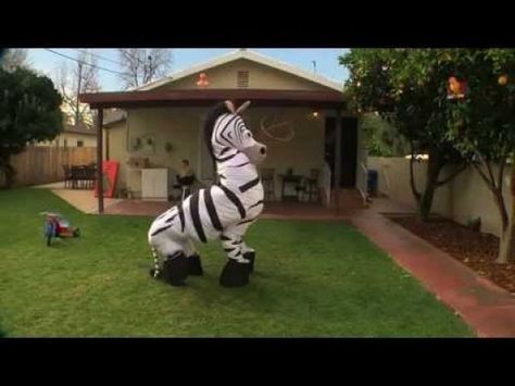 Dancing Zebra Will Make You Laugh [VIDEO] Laugh Video, School Songs, Party Rock, Safari Adventure, African Wildlife, Having A Bad Day, Talent Show, Zebras, Savannah Chat