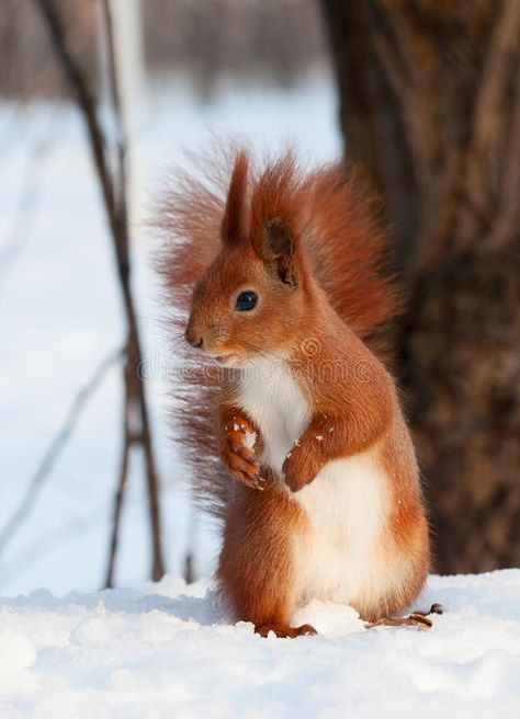 European red squirrel on snow. Beautiful european red squirrel Sciurus vulgaris , #Affiliate, #Beautiful, #european, #Sciurus, #snow, #European #ad European Squirrel, Football Coloring Pages, Squirrel Tail, Fox Squirrel, Happy Birthday Dad, Math Coloring, Red Squirrel, Coloring Pages For Girls, White Tree