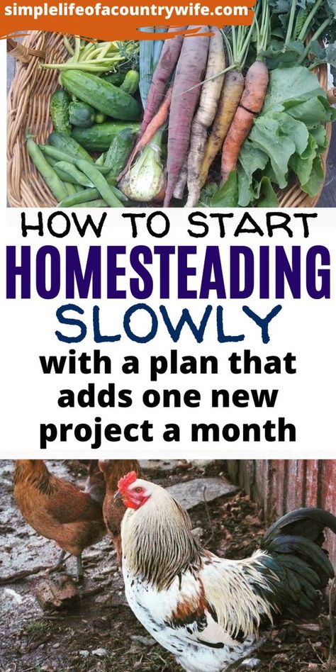 Homesteading Diy, Homestead Farm, Homestead Gardens, Homesteading Skills, Homestead Living, Gardening Hacks, Mini Farm, Living Off The Land, Homestead Survival