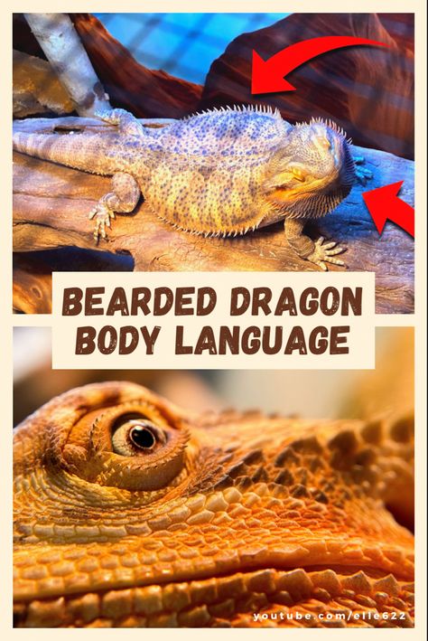 Happy Bearded Dragon, Bearded Dragon Classroom Pet, Angry Bearded Dragon, Bearded Dragon Cute Drawing, Bearded Dragon Diet Chart, Bearded Dragon Body Language, Bearded Dragon Play Pen, Bearded Dragon Behavior, Bearded Dragon Care Tips