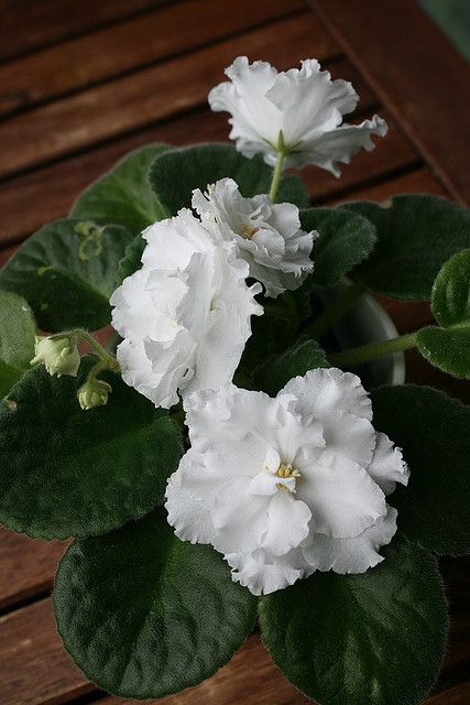 Tropical Africa, African Violets Plants, Violet Plant, Inside Plants, Sweet Violets, African Violet, Indoor Flowers, Unusual Plants, Herbaceous Perennials