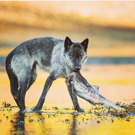 Wolves Photography, No One Is Listening, Mexican Gray Wolf, Wolf Poses, Wolf Photography, Malinois Dog, Scary Dogs, African Wild Dog, Wolf Photos