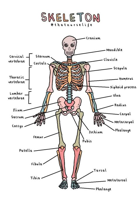 Anatomy Posters, Nursing School Inspiration, Nursing School Essential, School Study Ideas, Medical School Life, Nursing School Motivation, Basic Anatomy And Physiology, Nurse Study Notes, Nursing Student Tips