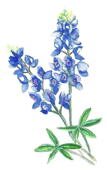 Blue Bonnet Watercolor, Bluebonnet Drawing, Watercolor Bluebonnets, Bluebonnet Watercolor, Bluebonnet Photos, Bluebonnet Pictures, Bluebonnet Painting, Bluebonnet Tattoo, Texas Crafts