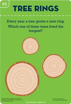 Count the Tree Rings Worksheet Trees Kindergarten Activities, Creative Curriculum Preschool, Tree Theme, Tree Day, Tree Study, Printable Preschool Worksheets, Fall Preschool, Creative Curriculum, Arbour Day