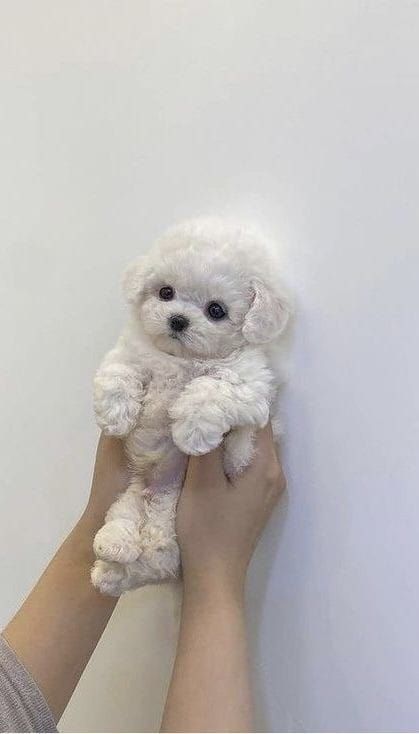 Big Dogs Breeds, Biggest Dog In The World, Biggest Dog, Cute Fluffy Dogs, Cute Dog Wallpaper, Teddy Bear Dog, Very Cute Puppies, Maltese Puppies