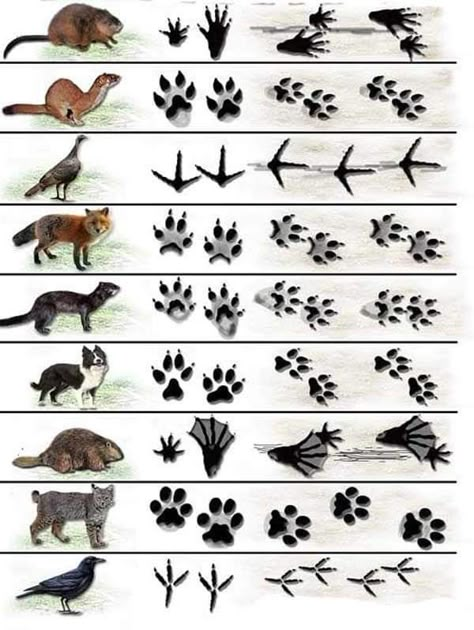 Animal Footprints, Nature Education, Different Animals, Survival Life Hacks, Animal Tracks, Survival Techniques, Paper Airplane, Survival Life, Forest School