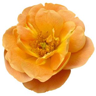 Rosa 'Flower Carpet Amber' Groundcover Roses, Carpet Roses, Ground Cover Roses, Flower Carpet, Color Forecasting, Care Care, Plant Guide, Fine Gardening, Amber Rose