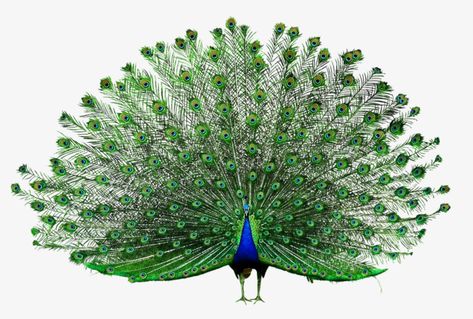 Drawing A Peacock, Aesthetic Peacock, Peacock Aesthetic, Peacock Facts, Peacock Png, Peacock Clipart, विवाह की दुल्हन, Peacock Wedding Invitations, Art Peacock