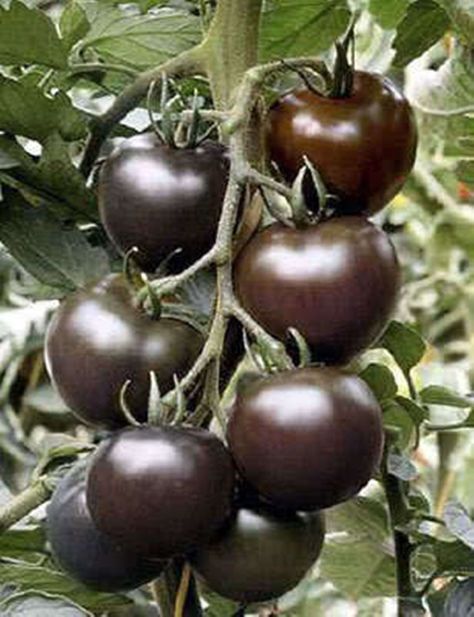 Tomatoes In Garden, Black Cherry Tomato, Cherry Seeds, Purple Tomato, Cherry Tomato Plant, Rare Seeds, Heirloom Vegetables, Tomato Vegetable, Organic Tomatoes