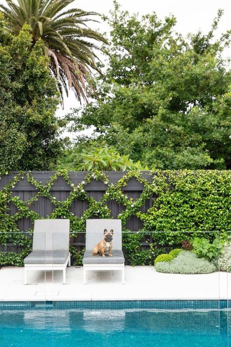 15 Large Backyard Ideas That Can Transform A Sprawling Garden | Home Beautiful Magazine Australia Pool Gardens Australia, Large Backyard Ideas, Poolside Landscape Ideas, Pool Plants, Oasis Home, Therapy Clinic, Landscaped Garden, Hedging Plants, Pool Landscape