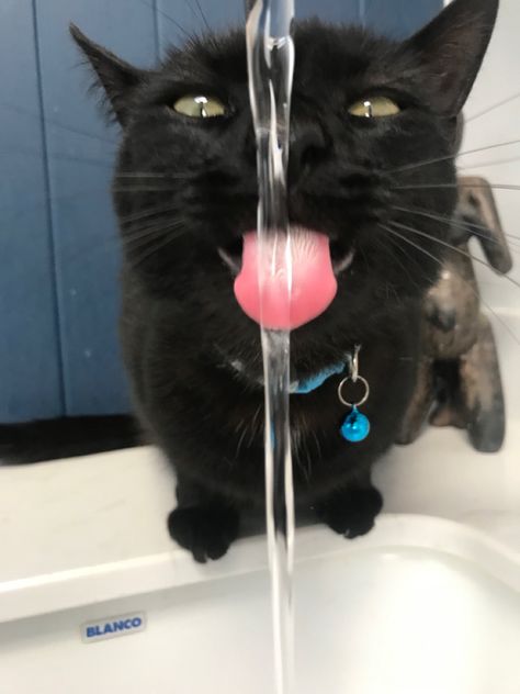 Animals Drinking Water, Cat With Alcohol, Cat Drinking Water, Cat Drinking Monster, Cats Drinking Water, Water Meme, Drink Your Water Meme, Drinking Water Meme, Wet Cat