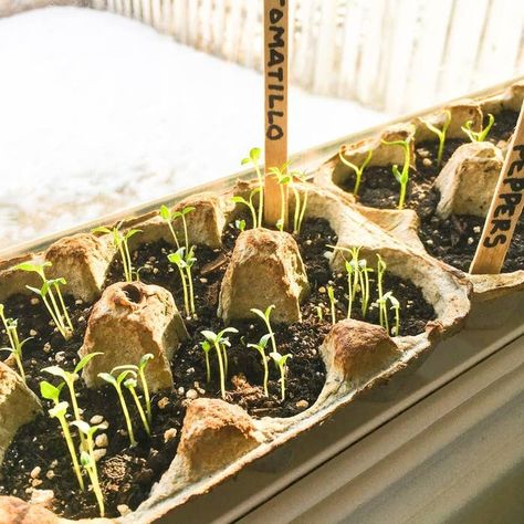 Seed Starters, First Garden, Seed Starter Kit, Vegetable Garden Raised Beds, Sprouting Seeds, Seed Starter, Invasive Plants, Plant Tags, Veg Garden