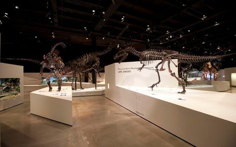 Remember the Alamosaurus! Where to Discover Dinosaurs in Texas – Texas Monthly Dinosaur Valley State Park, Dinosaur Exhibition, Hermann Park, Dinosaur Tracks, Cool Dinosaurs, Texas Monthly, Barton Springs, Texas Parks, Nature Museum