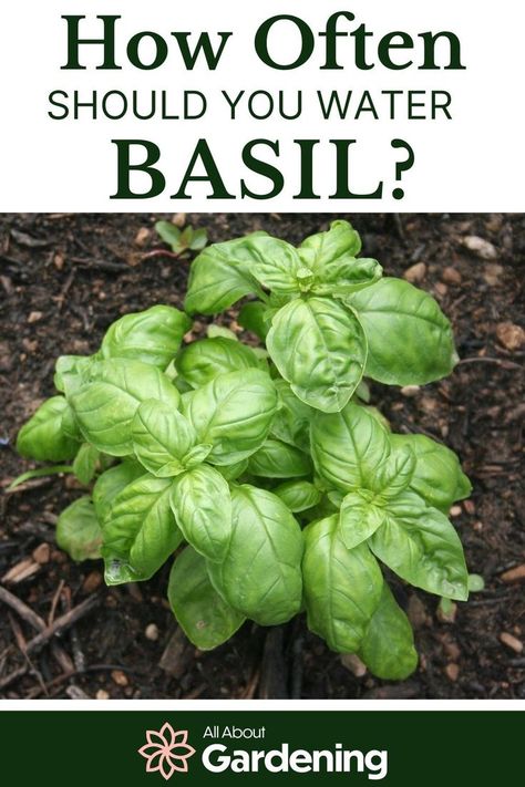 Taking Care Of Basil Plant, How To Keep A Basil Plant Alive Indoors, Growing Basil In Containers, How To Take Care Of Basil Plant, Trimming Basil Plants Tips, Sweet Basil Plant, How To Care For Basil Plant Indoors, How To Trim Basil Plant, How To Grow Basil In A Pot