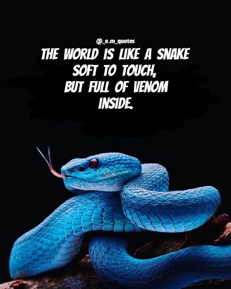 Quotes About Snakes Friends, People Are Snakes Quotes, Snake Quotes Beautiful, Snake Quotes People, Snake Friends Quotes, Snakes Quotes, Snake Quotes, Attitude Quotes In English, Fake Friendship Quotes