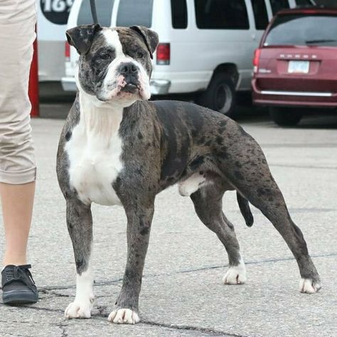 Alapaha Blue Blood Bulldog, Blue Blood Bulldog, Bully Dogs, American Bulldogs, Every Dog Breed, Dogs Breeds, American Pitbull, Bully Dog, English Bull Terriers