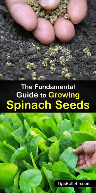 Discover how to plant spinach seeds in garden beds or containers. Start in early spring and use a cold frame for the first few weeks. Grow spinach in full sun and use mulch to hold soil moisture… Planting Spinach, How To Grow Spinach, Grow Spinach, Starting Plants From Seeds, Growing Vegetables Indoors, Covered Backyard, Growing Spinach, Spinach Seeds, Garden Plot