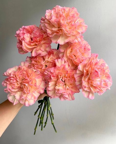 #FlorequisaFlowers #carnation #claveles #clavelesminami #carnations #carnationsflowers #flowergrower #ecuadorianflowers #freshcutflowers #cutflowers Orange And Pink Wedding Flowers, Peach Carnation, Carnations Bouquet, Orange Pink Flowers, Hibiscus Bouquet, Pink Orange Flowers, Orange And Pink Flowers, Orange And Pink Wedding, Pink And Orange Flowers