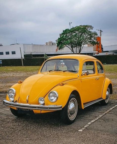 Yellow Beetle, Punch Buggy, Volkswagen Beetle Vintage, Vw Super Beetle, Volkswagen Bug, Beetle Car, Vw Beetle Classic, Vw Vintage, Volkswagen Car