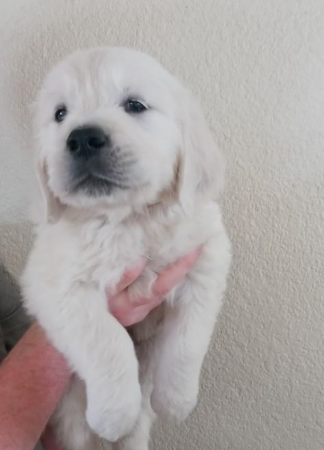 Golden Pyrenees, English Cream Golden Retriever Puppy, English Golden Retriever Puppy, White Golden Retriever Puppy, White Retriever, White Golden Retriever, English Cream Golden Retriever, Cream Golden Retriever, English Golden Retrievers